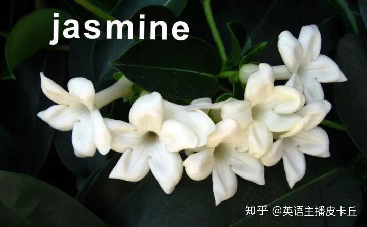 茉莉单词