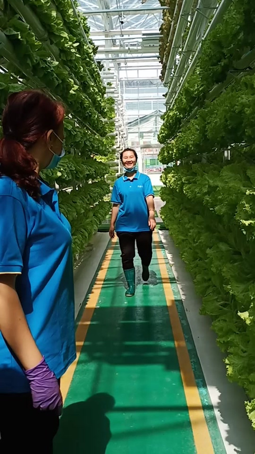 农场种菜收现金提到微信