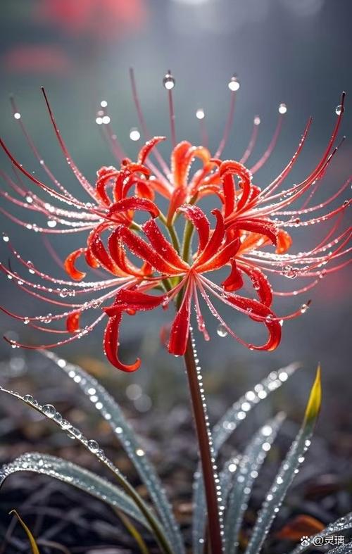 彼岸花照片