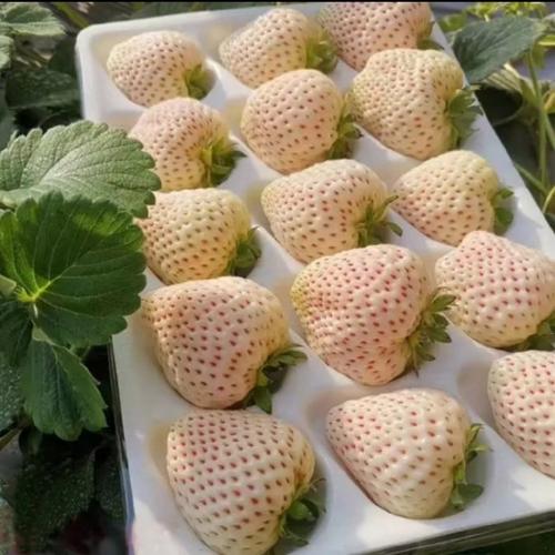 白草莓为什么是白的