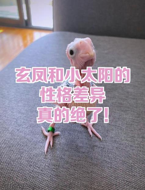 玄凤和小太阳能繁殖吗