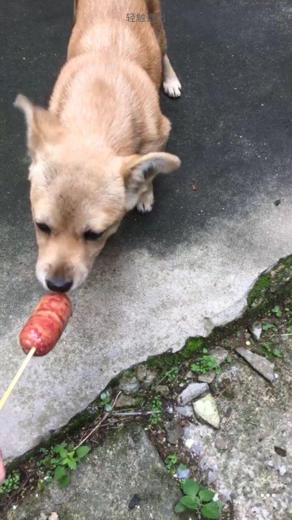 小狗能吃烤肠吗缩略图