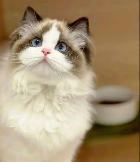 吸引猫的叫声播放