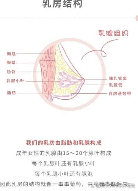 乳腺组织由什么组成的