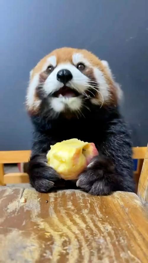 熊猫吃什么东西呢