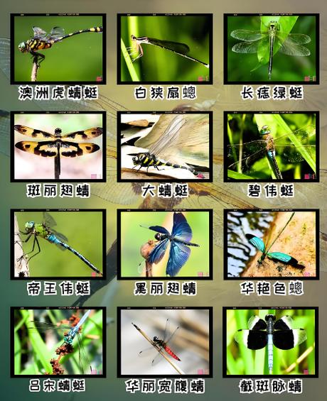 100种蜻蜓的图片缩略图