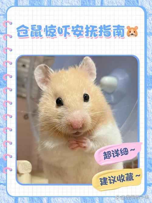 仓鼠受到惊吓怎么恢复精神