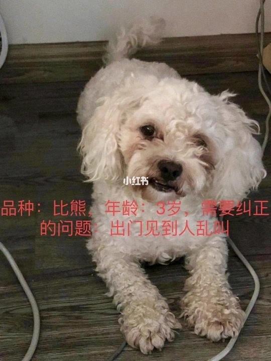 女比熊最招财霸气名字