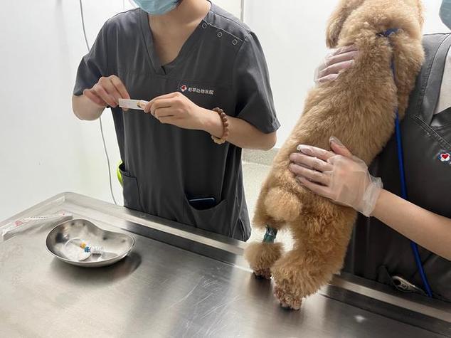 狗狗打喷嚏吃什么药好得快