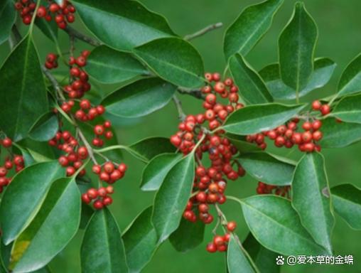 铁冬青和冬青有什么区别图标