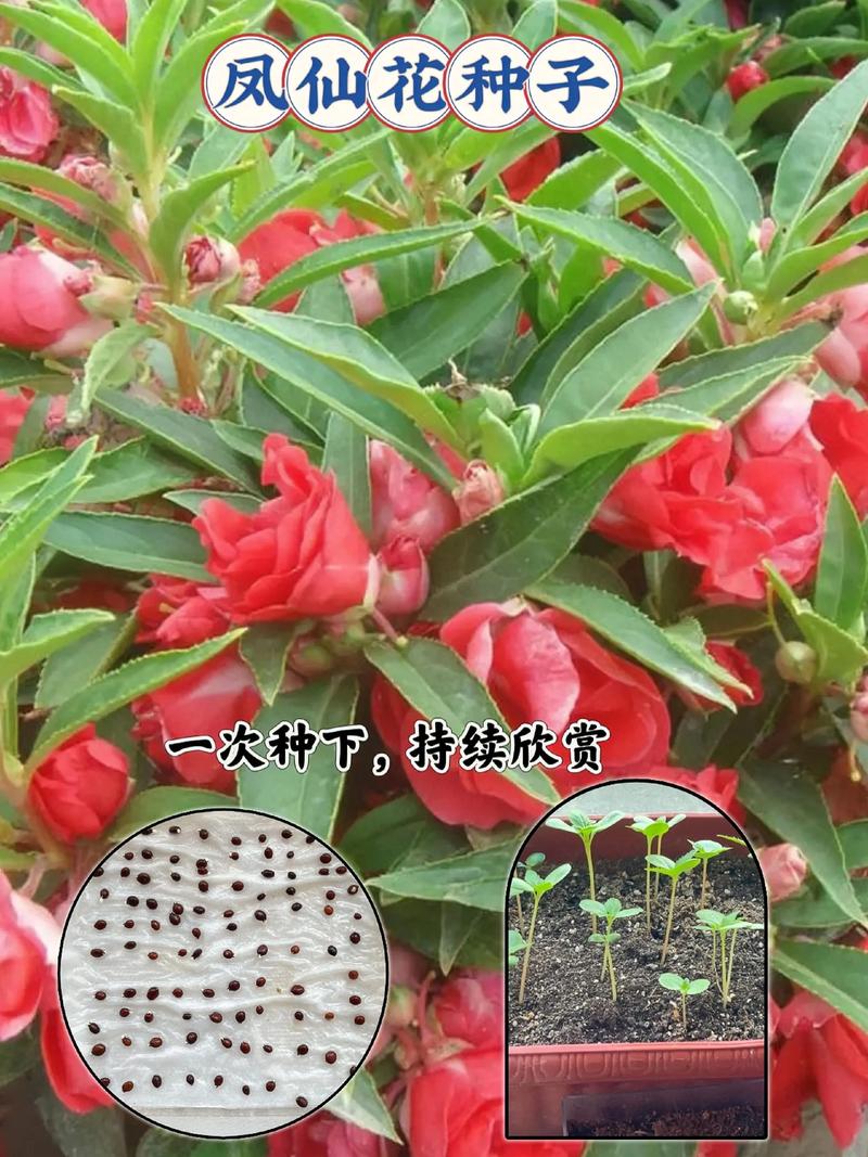 桑蓓斯凤仙花有种子吗