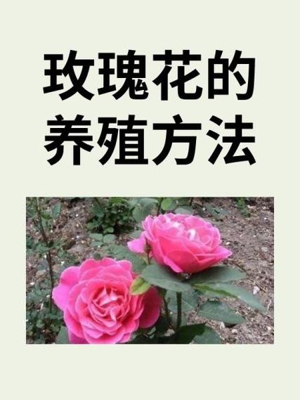 玫瑰花的养殖方法缩略图