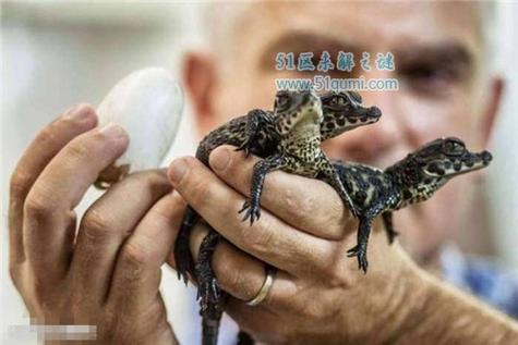 最小鳄鱼