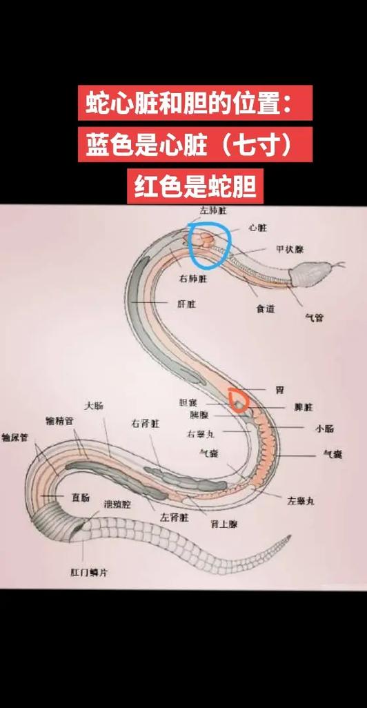 七寸是指什么部位