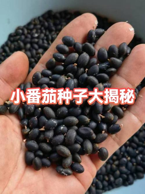 小番茄的种子图片