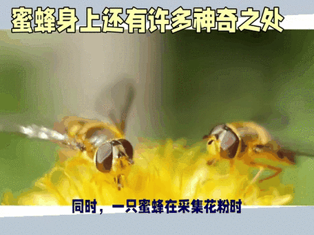 下载蜜蜂app图标