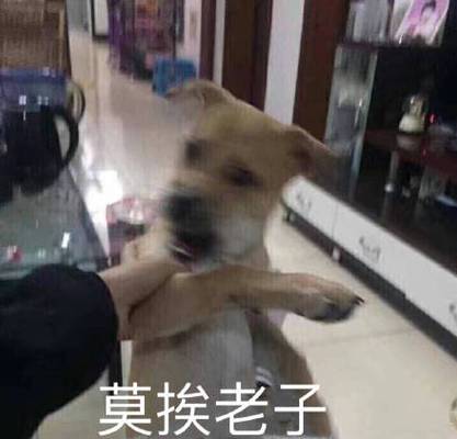 莫挨老子为什么这么火