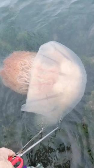 海哲