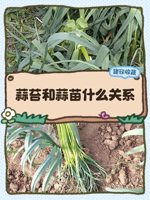 蒜苔结的种子能种吗图标
