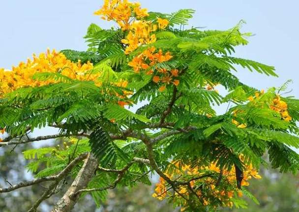 凤凰木花