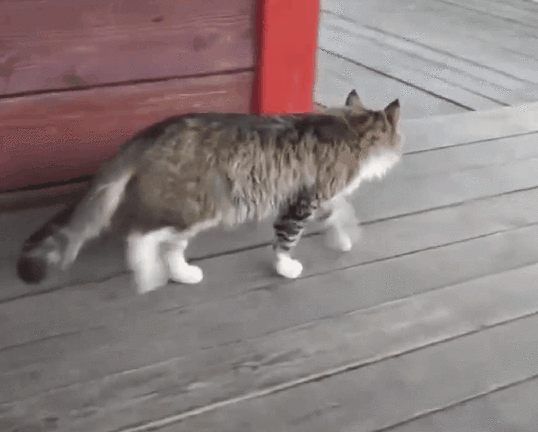 猫走路摇晃站不稳