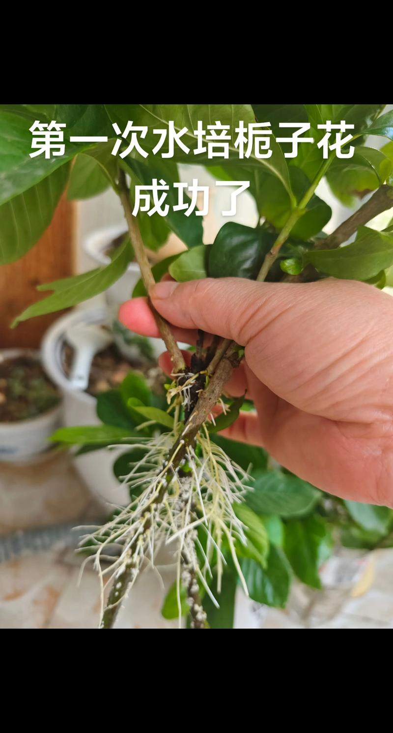 栀子花根瘤病症状图片