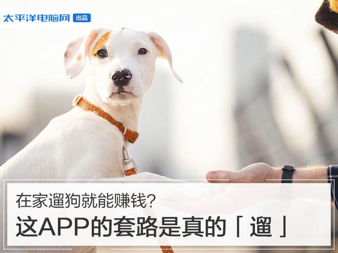 帮遛狗app缩略图