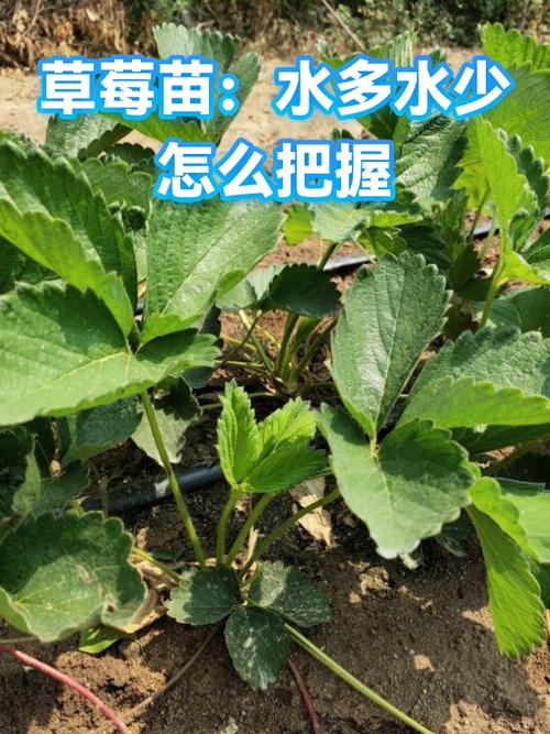 草莓可以种在水里吗