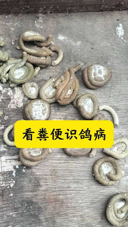 养鸽子人容易得白血病吗
