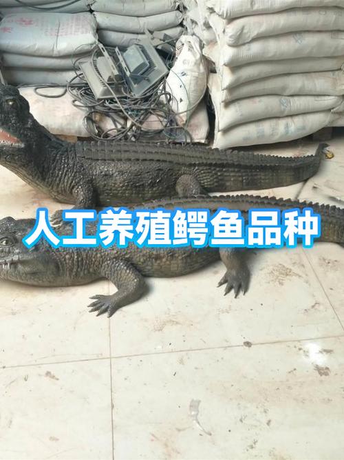 逆转人生鳄鱼养殖场最贵的鳄鱼配方