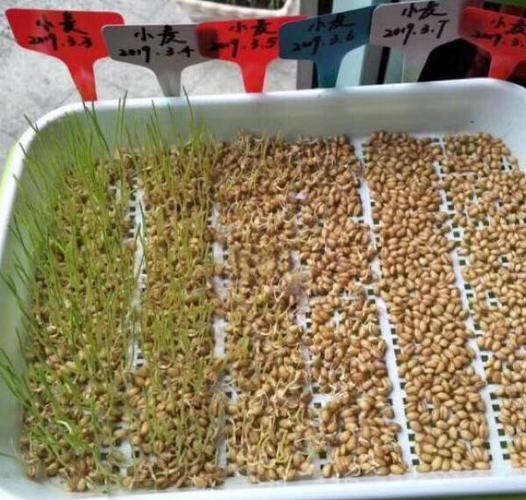 麦草种植方法与时间