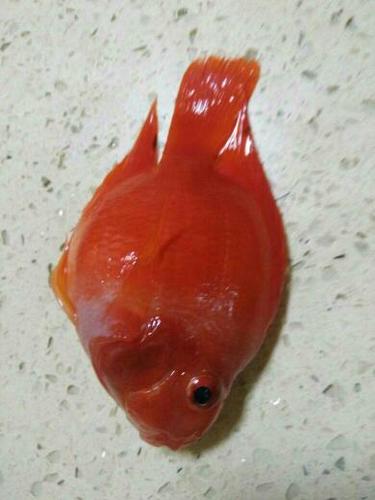 鹦鹉鱼死前征兆