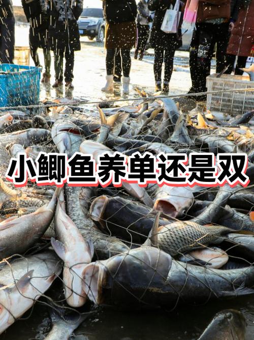 鲫鱼补阴虚还是阳虚