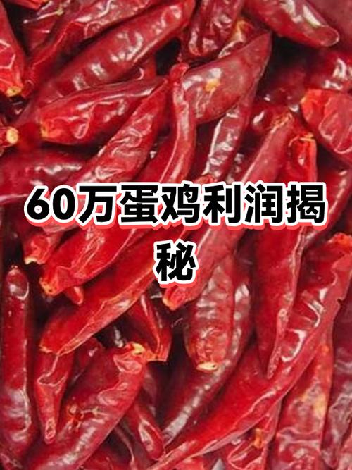放养蛋鸡的利润与成本