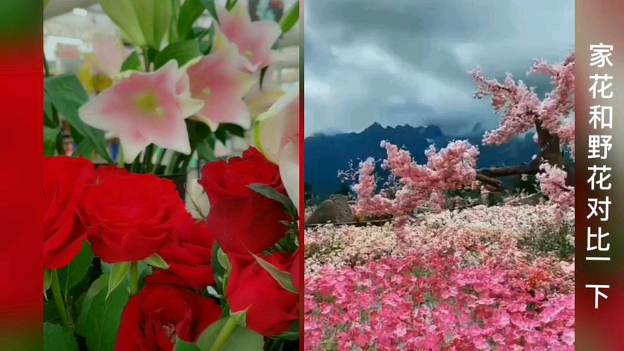 野花和家花的比喻