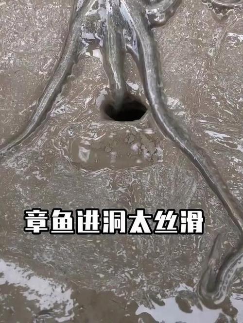 八爪鱼洞的准确位置图