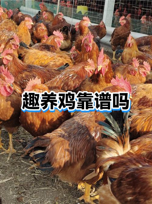 趣养鸡app赚钱是真的吗?