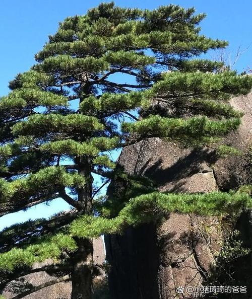 不老松图片