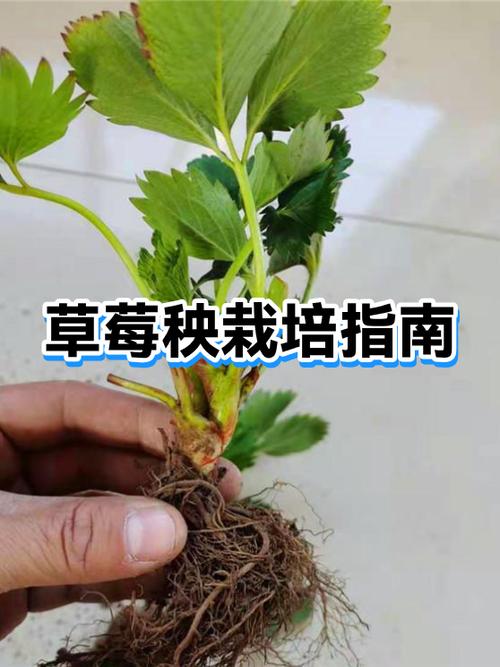 怎样种草莓截图