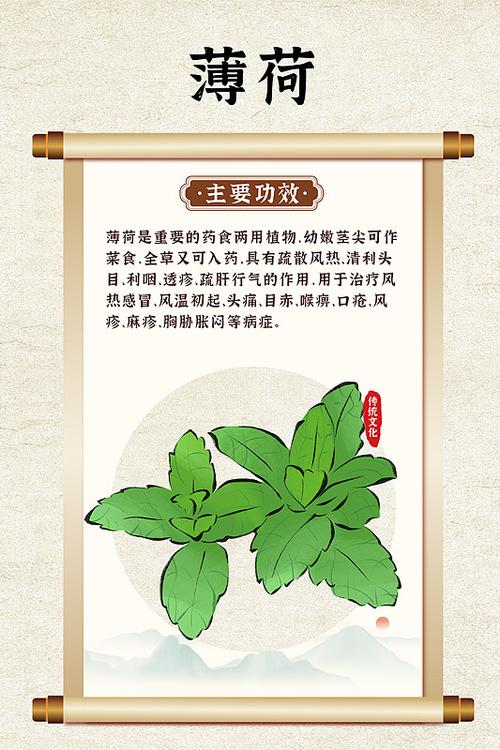 植物薄荷的作用