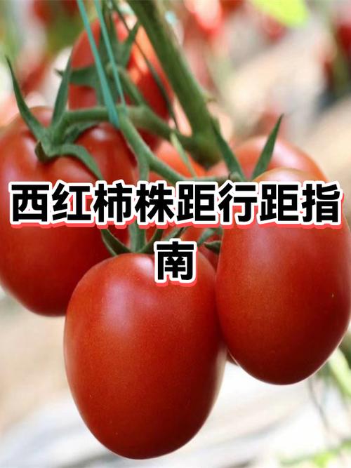 西红柿选什么样的好
