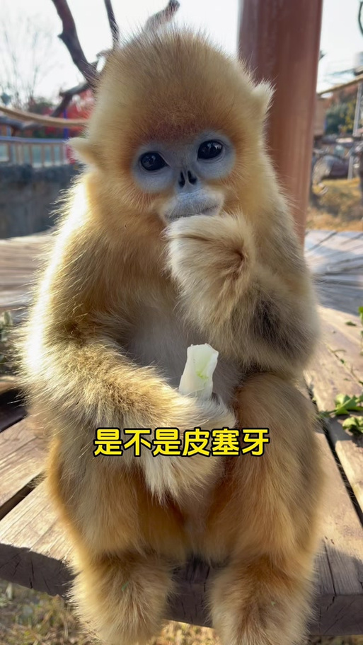 金丝猴的智商相当于人几岁