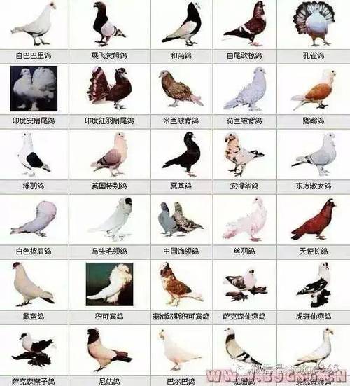 鸽子名字怎么起名