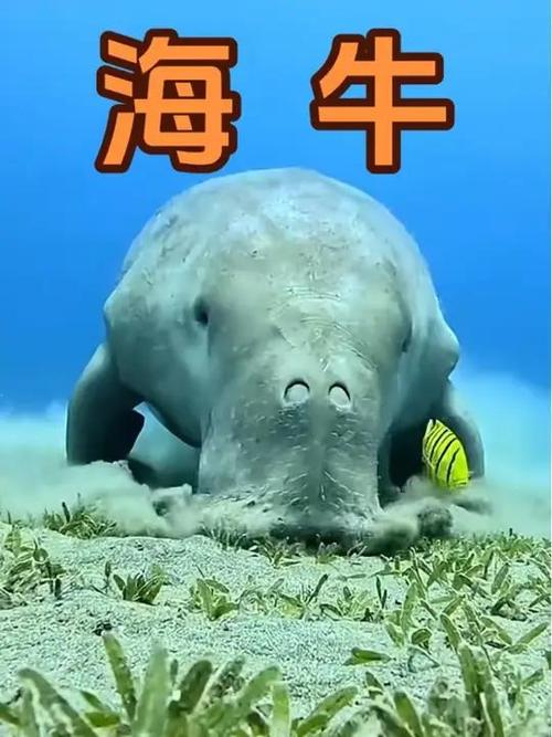 海牛短剧
