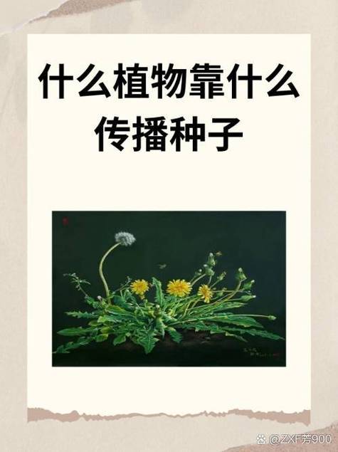 蝴蝶靠什么传播种子