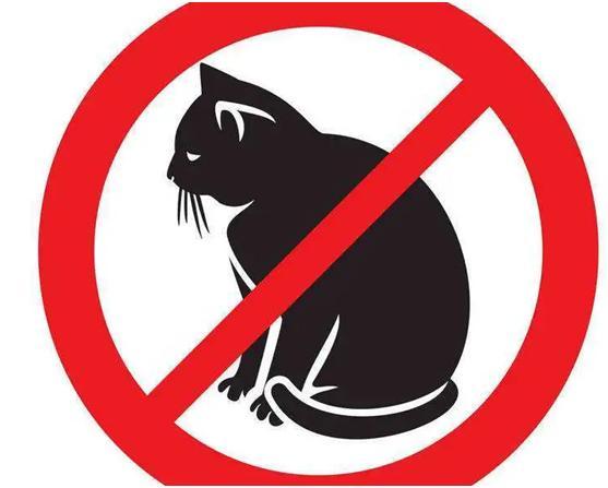 父母不让养猫 迷信