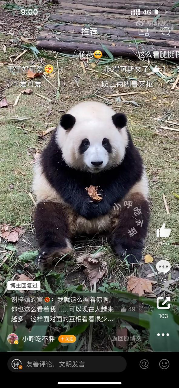 熊猫牡丹丹跳舞视频