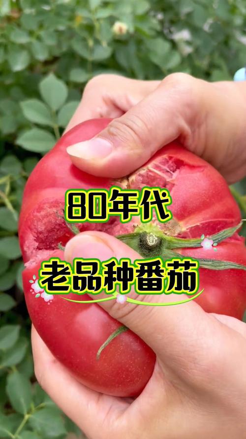 番茄6.1.9旧版