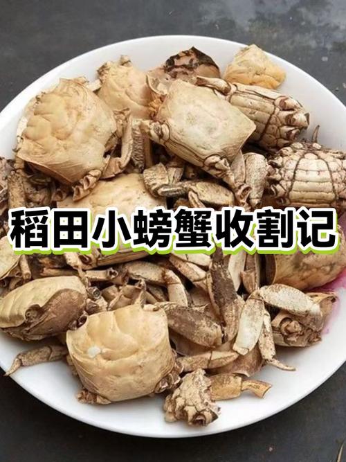 母螃蟹屁股有一坨东西能买吗