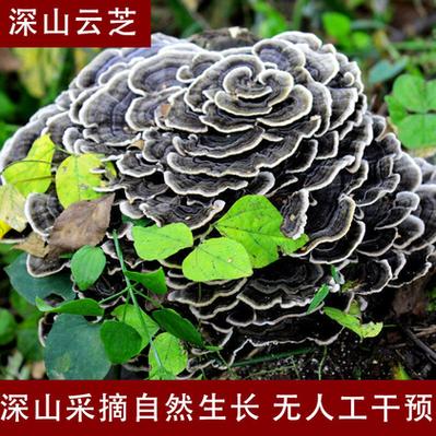 云芝多少钱一斤缩略图